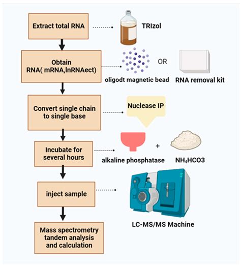Progress of m6A Methylation in Lipid Metabolism in Humans and Animals