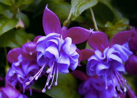 Annuals - Holland Park Garden Gallery | Fuchsia plant, Fuchsia plant ...