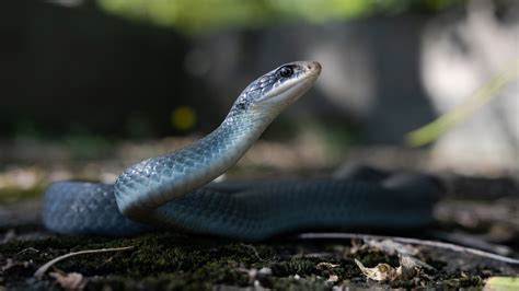 Blue Racer Snake Blue Racer Snake Framed Print By Jeramie Curtice