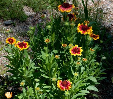 indian blankets flowers - Yahoo Search Results Image Search Results ...