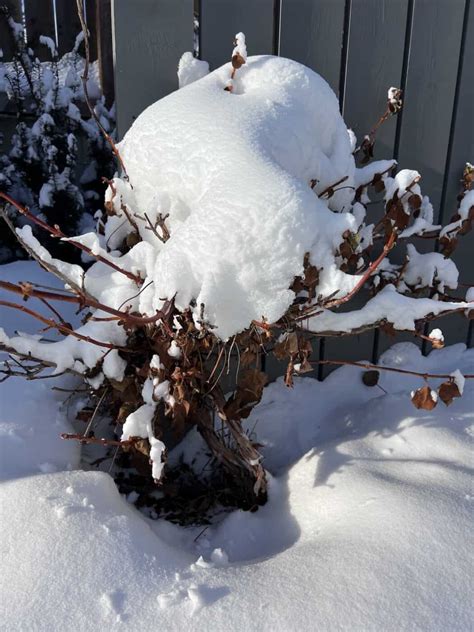 Climbing hydrangea winter care ️ 🍃 Tips for a healthy off-season