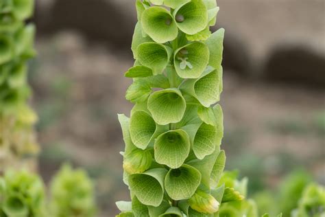 Bells of Ireland (Moluccella laevis) - Premier Seeds Direct