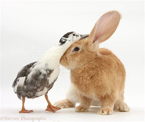 Can Rabbits Live With Ducks And Chickens at Alexander Tisdale blog