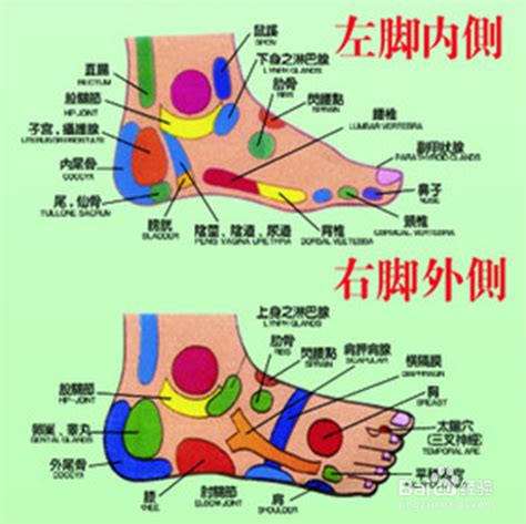 脚的各个部位详细图解 高清脚的各个部位详细大图_穴位图解