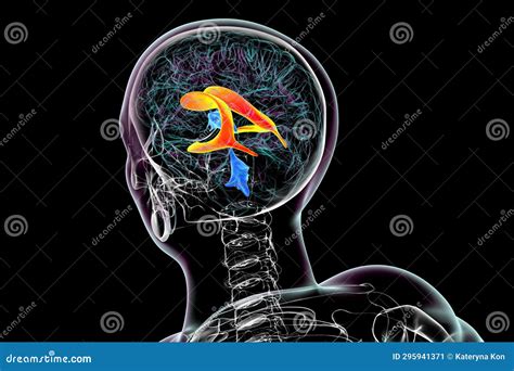 The Lateral Brain Ventricles, 3D Illustration. Stock Illustration - Illustration of black ...