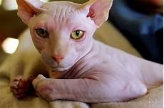 cat hair 11th pff international cat show m kyrel eat world cat hair 11th pff international cat show m kyrel eat world