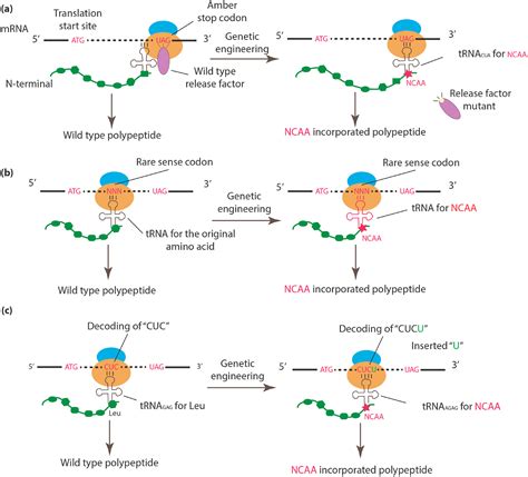 Efforts and Challenges in Engineering the Genetic Code