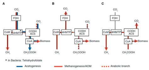 Geosciences | Special Issue : Tracking the Deep Biosphere through Time