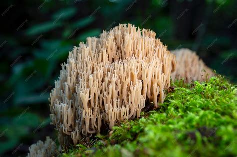 Premium Photo | White coral fungus clavulina cristata sometimes called ...