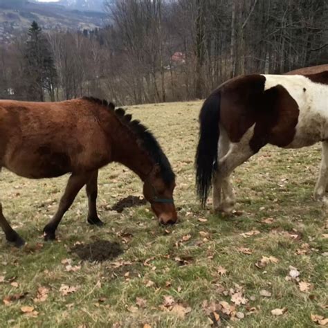 Pin von Ali auf Electric Touch in 2025 | Pferdefotos, Pferdeliebe ...