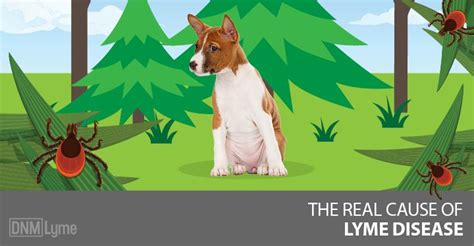 lyme disease dogs treatment