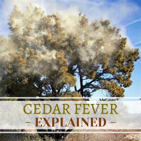 Cedar Fever - Explained - Texas A&M Forest Service