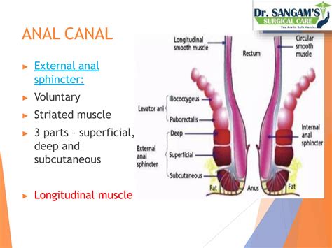 Anatomy Of Rectum And Anal Canal