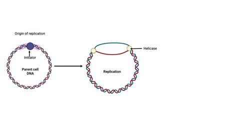 Animation DNA Replication Steps 的图像结果
