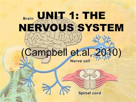 Image result for Nervous System Introduction