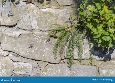 An Old Stone Wall, in the Cracks of Which Small "pioneer" Plants Have ...