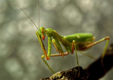 The Deadly Courtship: Why Female Praying Mantises Eat Their Mates - Animals Around The Globe