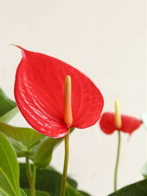 Anthurium Red (Medium) – Greenkin