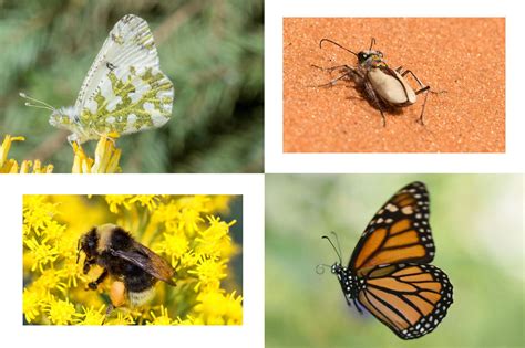 Top 999+ insects images – Amazing Collection insects images Full 4K