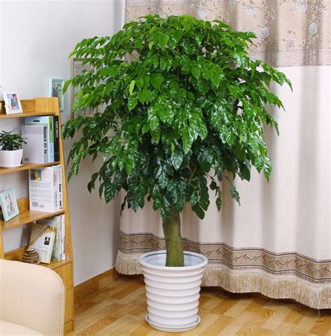室内摆放的大型绿植,家庭养大型的绿植物好,适合室内高大绿植_大山谷图库