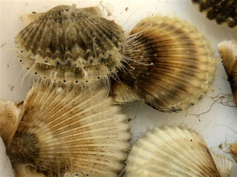 Bay Scallop Description at Darlene Oxley blog