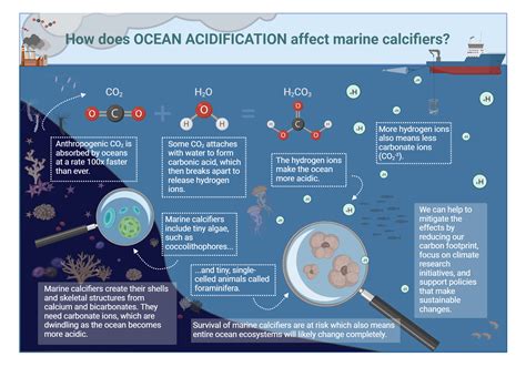 How does ocean acidification affect marine calcifiers | BioRender Science Templates