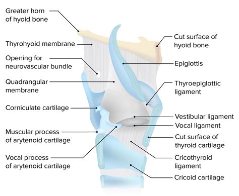 Larynx Model