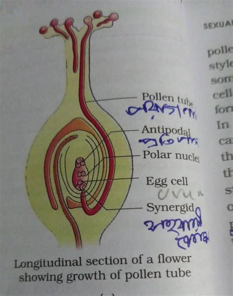 Longitudinal section of a flower showing growth of pollen tube | Filo