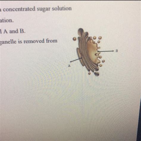 Identify the organelle - Brainly.in