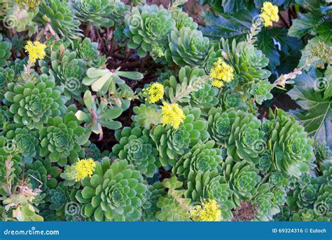 Hen and Chicks succulents stock photo. Image of succulent - 69324316