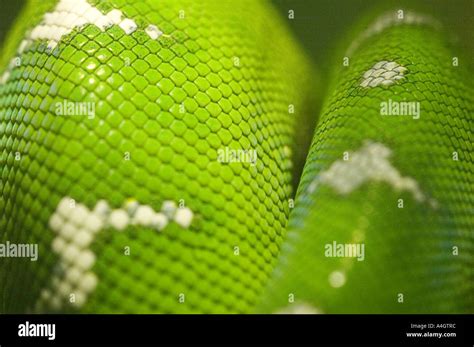 Image result for Green Tree Python Full Size