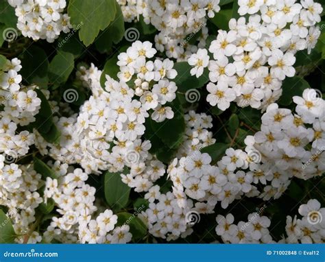 White Small Flowers on a Green Bush Close-up Stock Photo - Image of ...