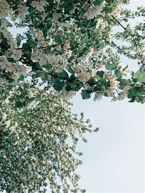 Free Images : natural, flower, daytime, sky, branch, twig, tree, woody ...