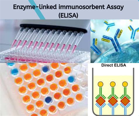 Image result for Elisa Process