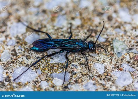 Blue Mud Dauber in Brossard Stock Photo - Image of insect, dauber: 29577252