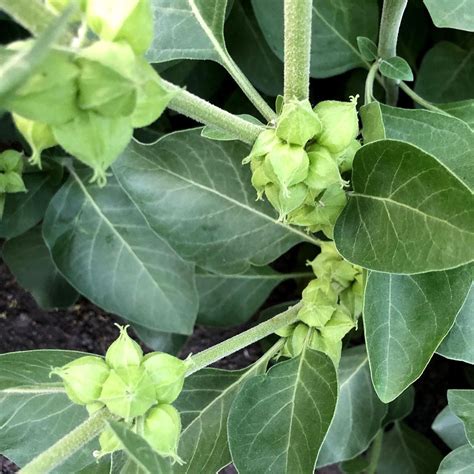 Ashwagandha – Scrum Whisperer