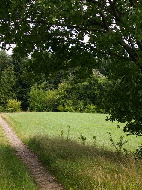 Download wallpaper grass, Trees, Trail, grass, Nature, Track, Trees ...