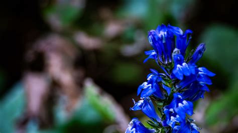 Download wallpaper 2048x1152 lobelia, flowers, inflorescence, blue ...