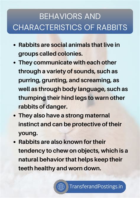 Paragraph On Rabbit: The Fascinating World Of Rabbits - Transfer and Postings