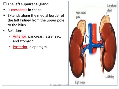 Anatomy of Suprarenal (Adrenal) Glands.pptx