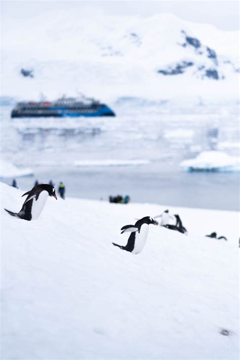 50 FUN & Interesting Facts About Antarctica
