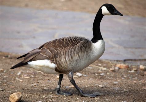 42 MOST Common Animals in Missouri! (2024) - Bird Watching HQ