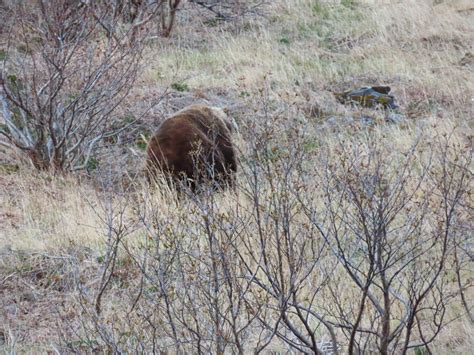 Brown Bear - Rainy Pass Lodge