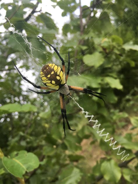 8 Pics Yellow Garden Spider Poisonous And Review - Alqu Blog