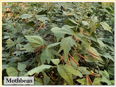 Indian Institute of Pulses Research
