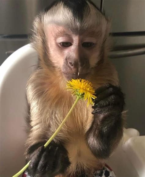 Adorable Monkey with Flower