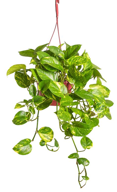 Live Golden Pothos Hanging Plant Plants, Bulbs & Seeds at Lowes.com