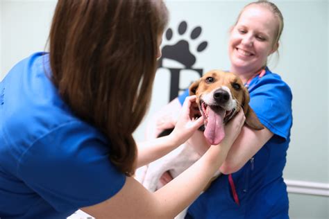 COVID-19 Challenges Veterinarians Are Facing - Mountain View Animal ...