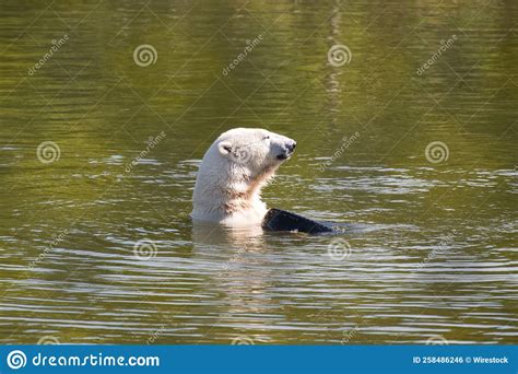 Swimming Polar Bear at the Predator Park in Orsa, Sweden Stock Photo - Image of park, abstract ...