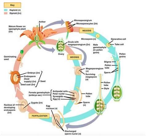 Angiosperm Life Cycle